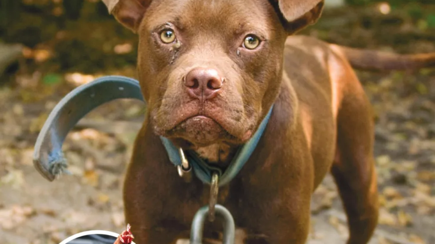 HSUS_Animal-Fighting-Flyer-scaled