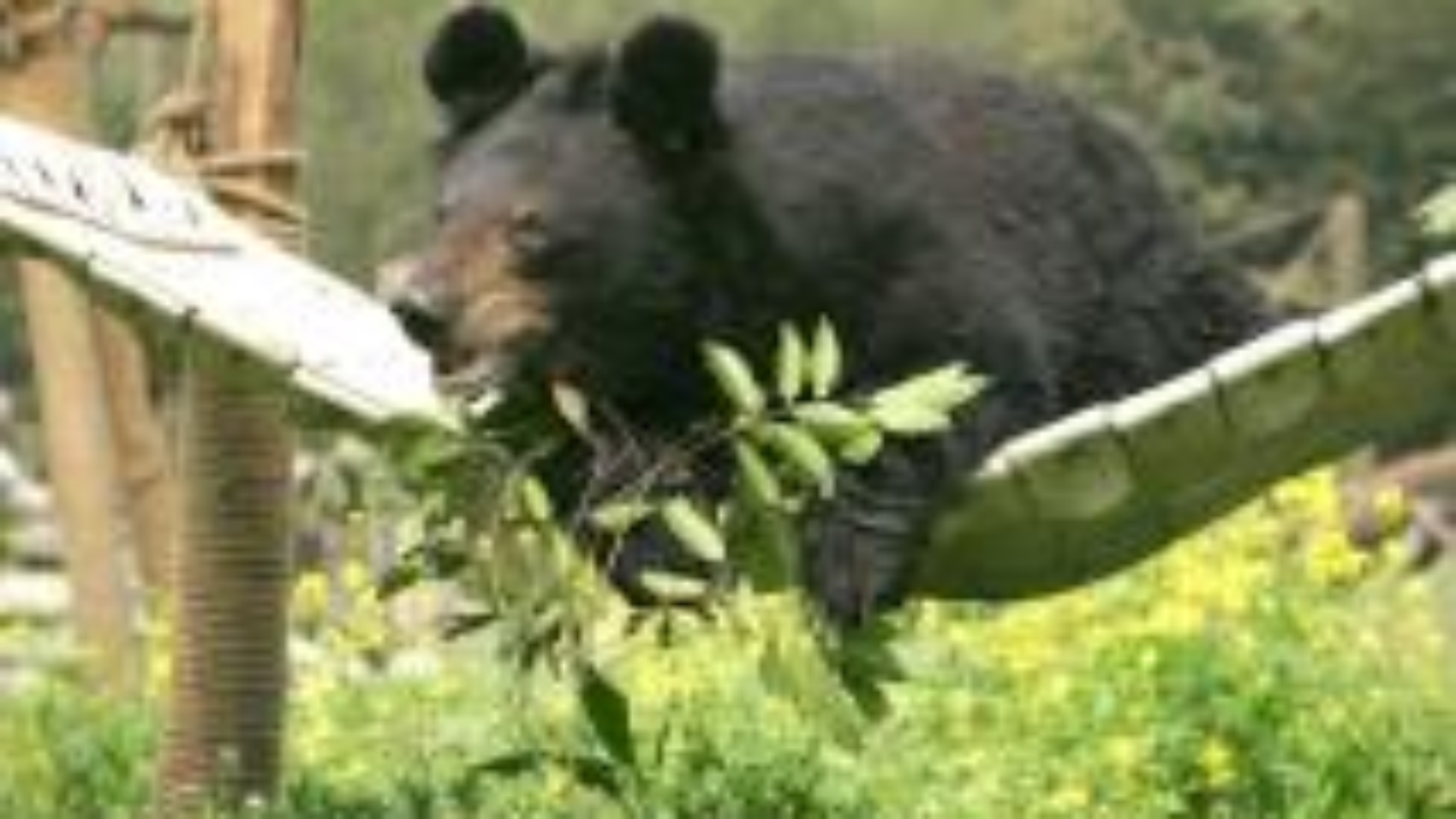 jasper1.e480dc3588d071f2bd5bf81e7fb2cf6423914