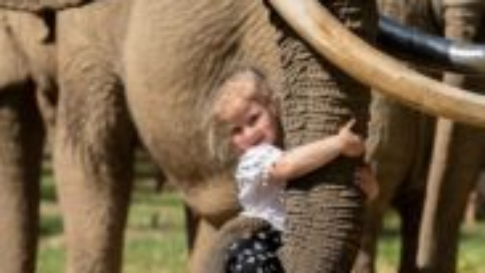 elephant-trunk-tusks-7192205-183x300