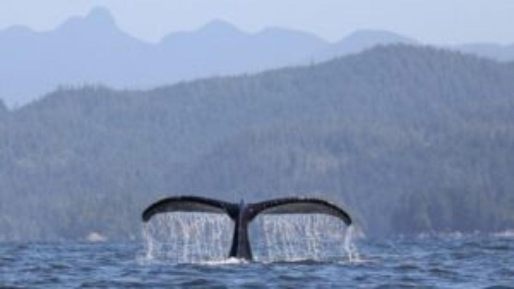 whale-humpback-whale-canada-7804161-1024x702-1-300x206-1
