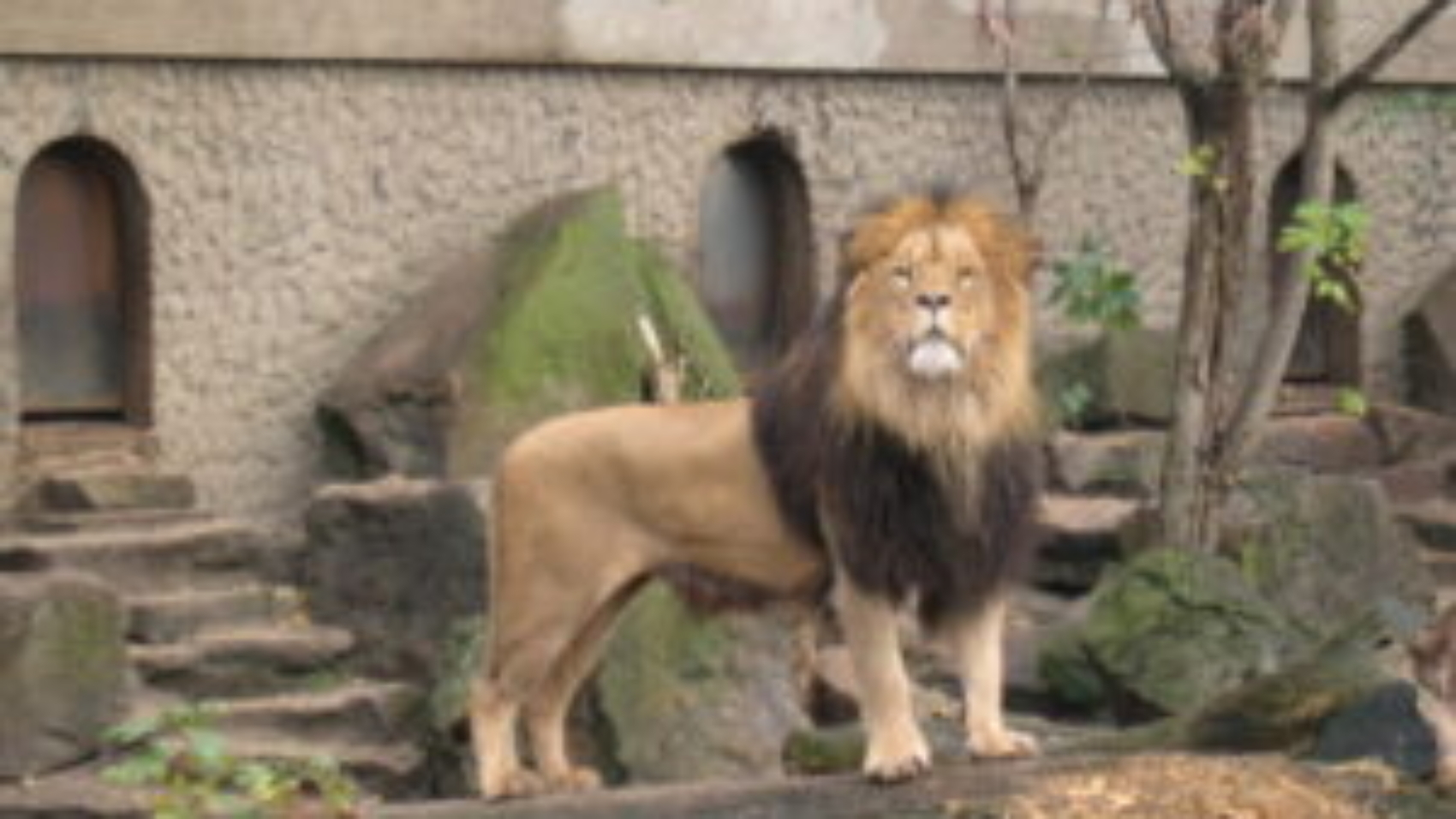 zoo-lion-768x576-1-300x225-1