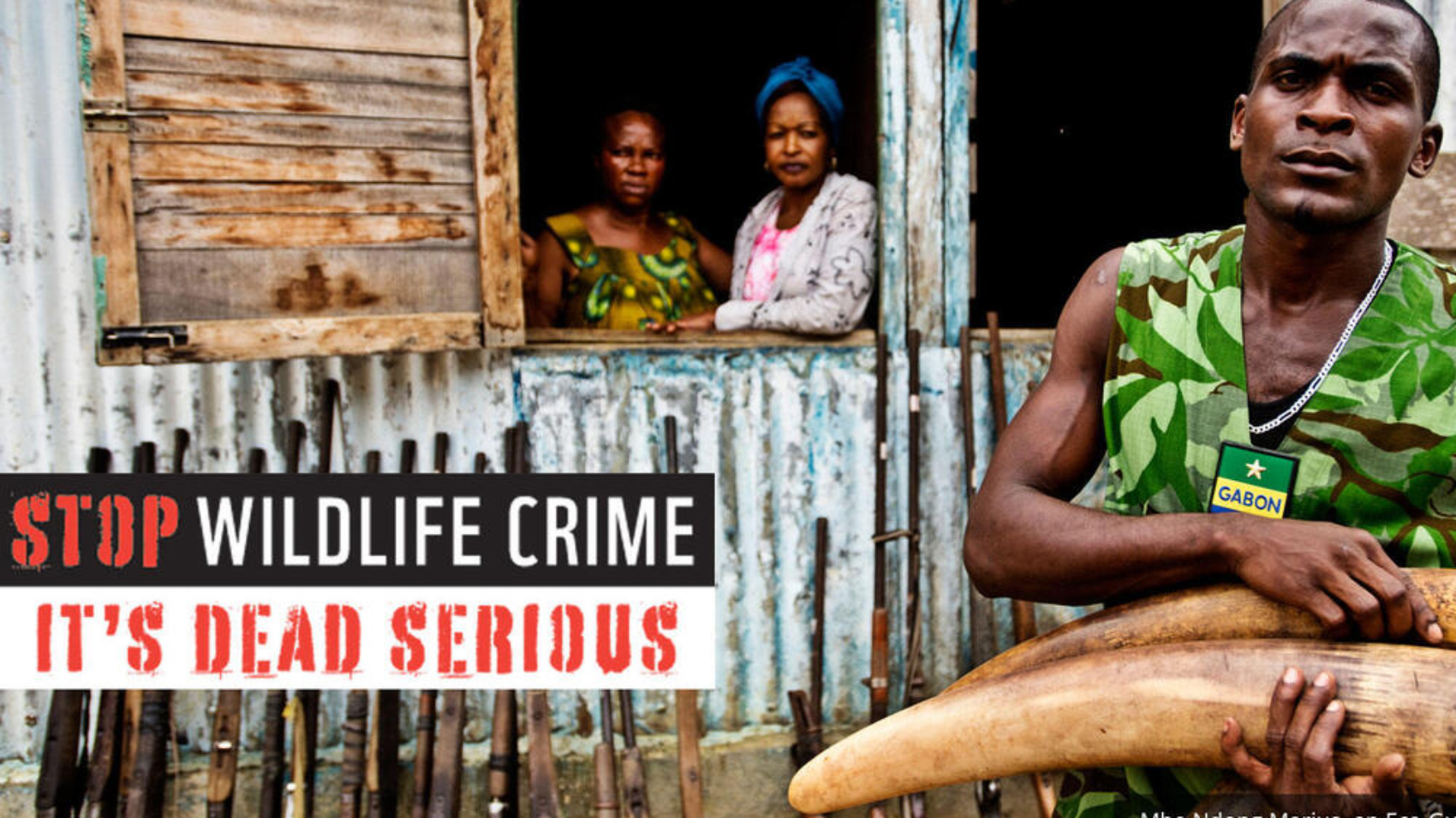 4eksd4cntx_Stop_Wildlife_Crime_08.08.2012_Stop_Wildilfe_Crime_HI