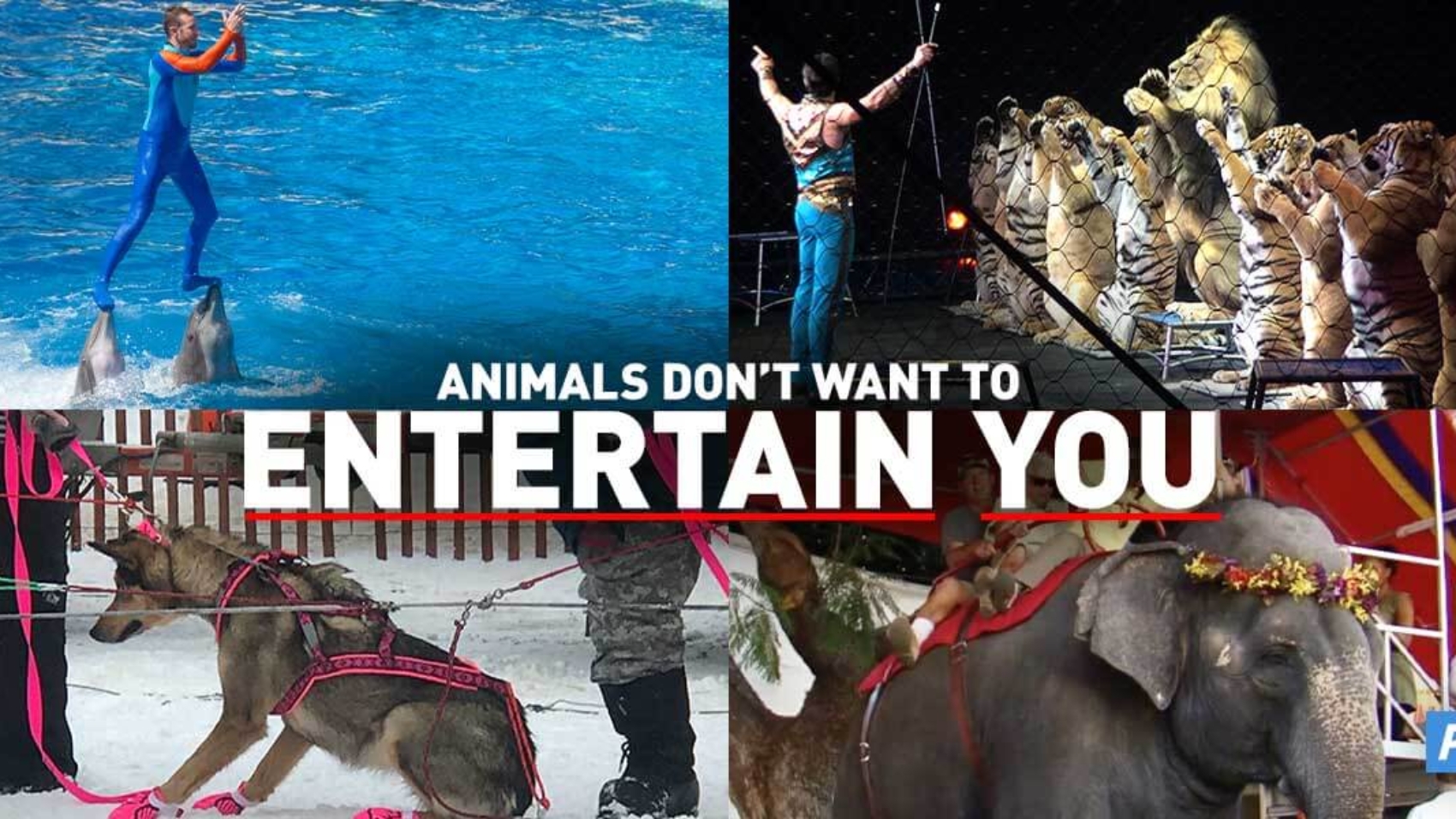 animals-in-entertainment