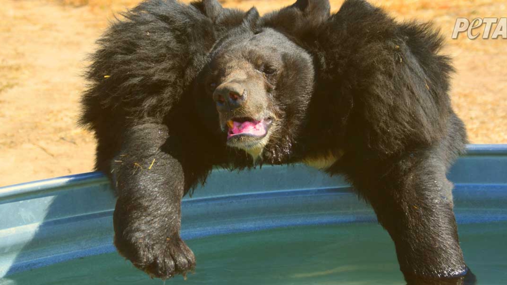 dillan_the_bear_splashing_the_wild_animal_sanctuary