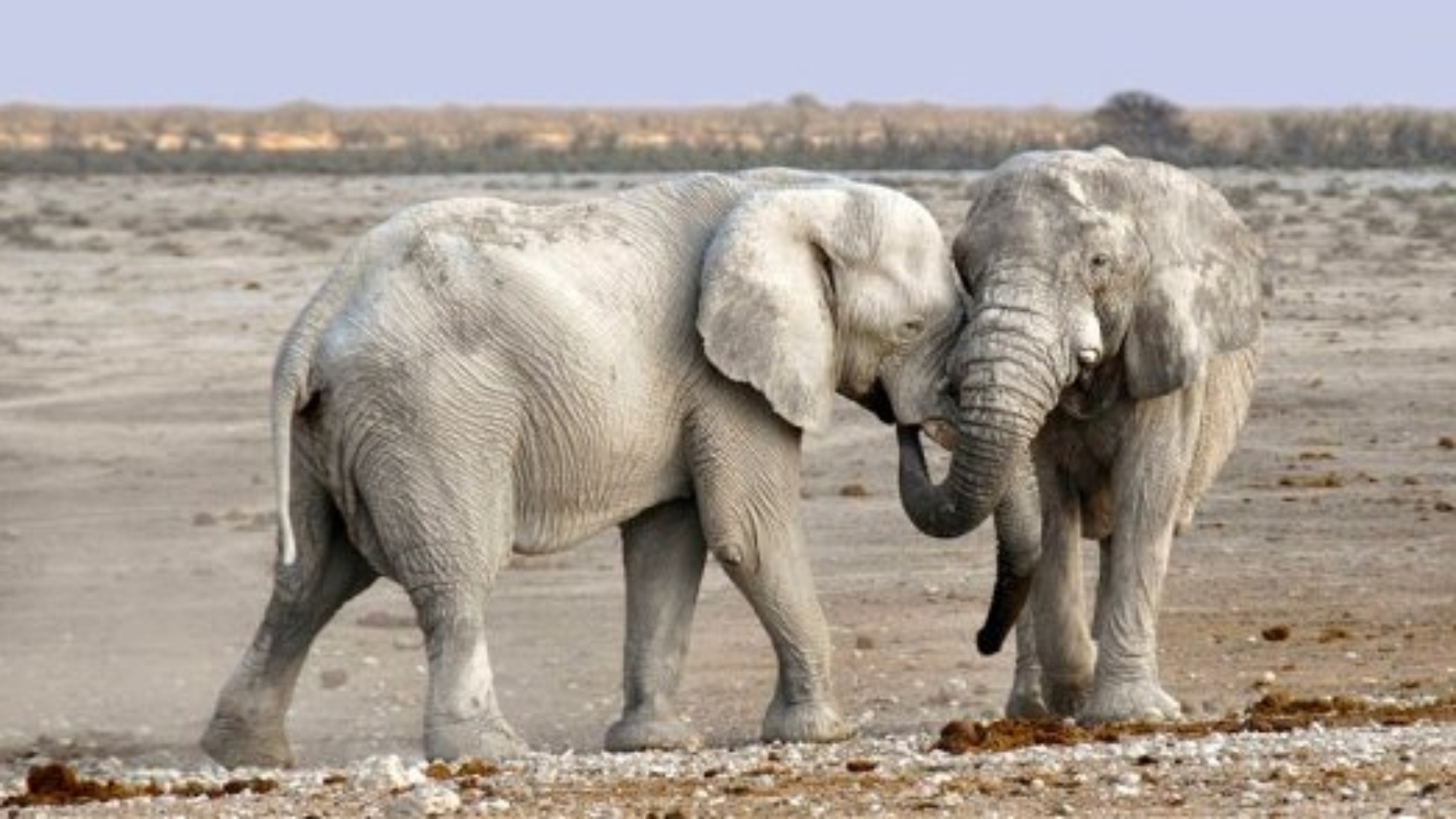 WLD_African_elephants_NC_BH