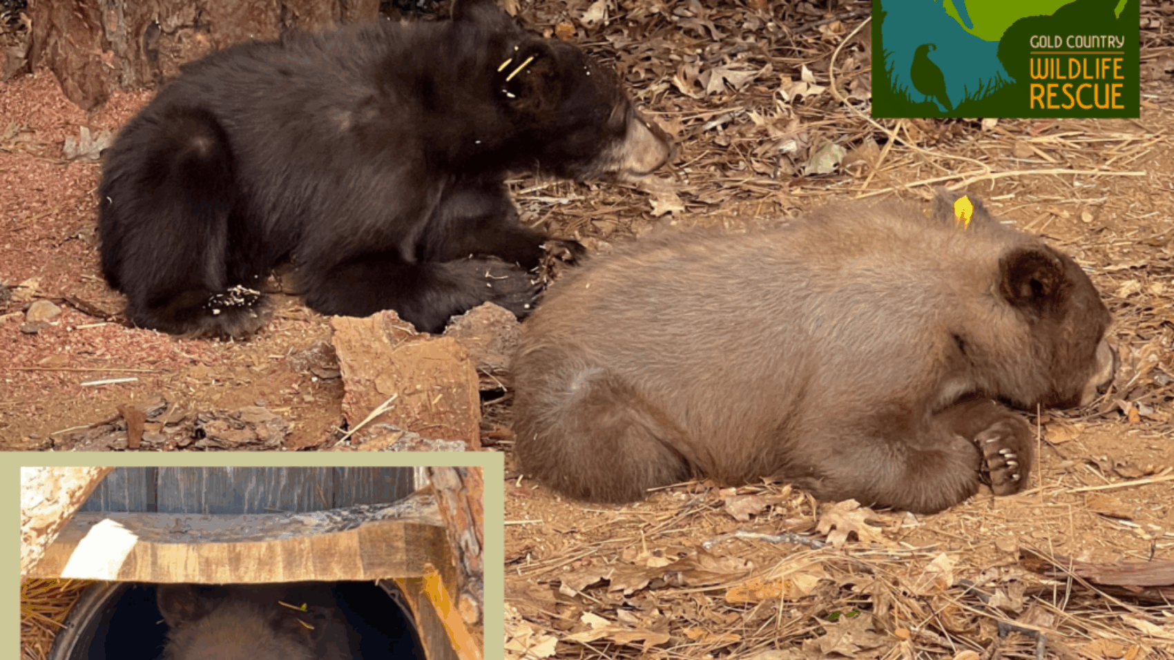 Wawona-Hetch-Arrival-Get-The-Scoop-1024x1024-1