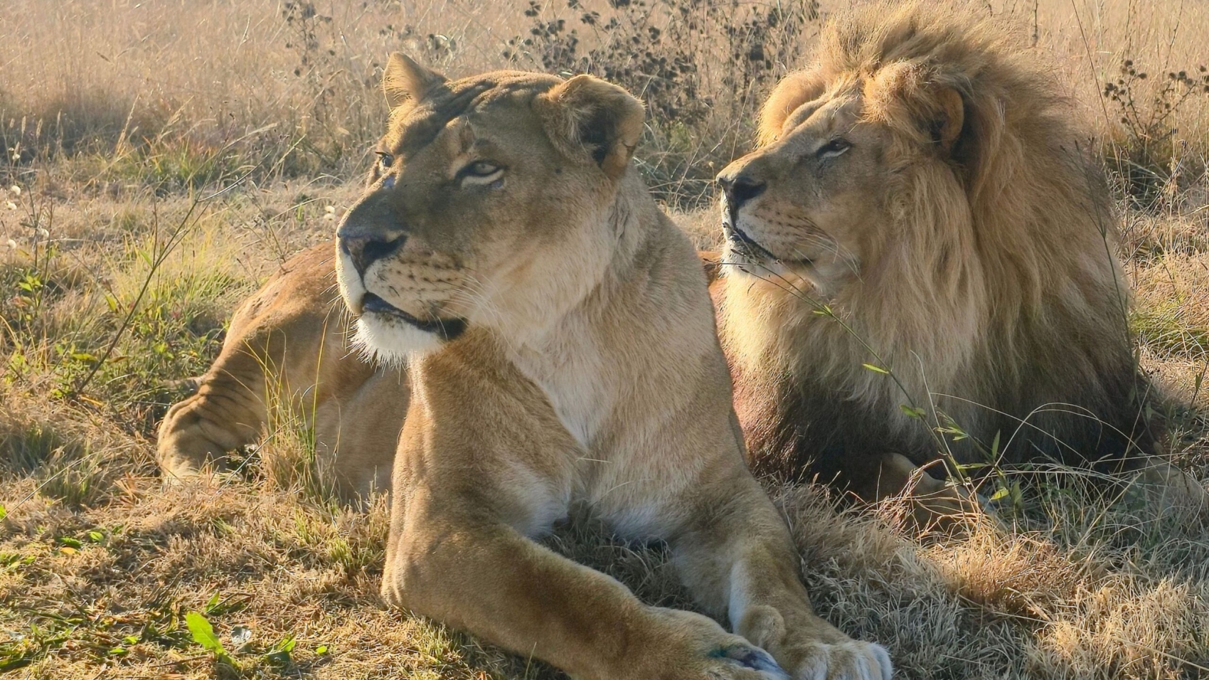 16. Coralie (L) & Goliath (R) at ADIWS