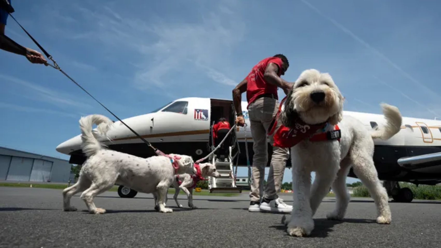 84480566007-070525-m-dogs-16