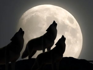 9f72c6a1702a6b5d8f7bb55787c480c3