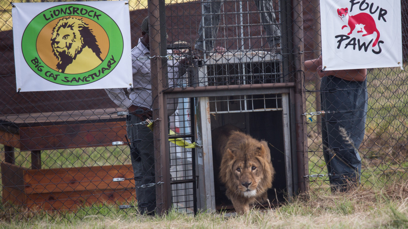 BMLionsRockRelease057-009-2845x1969-1300x900