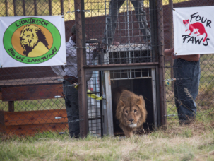 BMLionsRockRelease057-009-2845x1969-1300x900