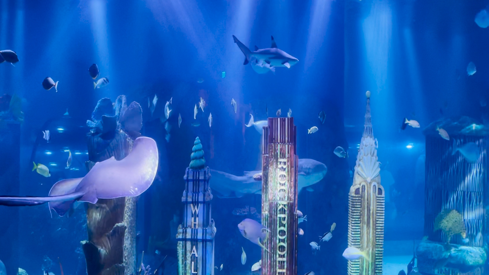 10905097_072321-localish-MGT5599-SEALIFEAQUARIUM-WABC-vid
